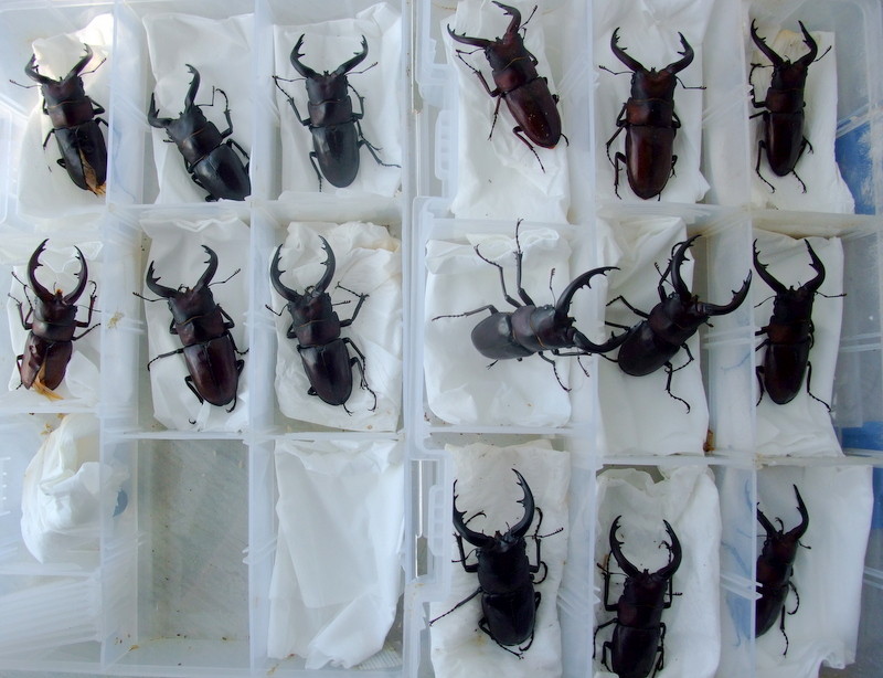 アマミ トカラノコギリ 羽化開始 Natural Field