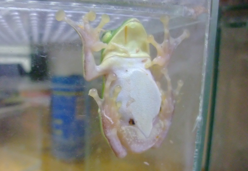子供が 飼育中 増種 Natural Field 子供が 飼育中 増種 Natural Field