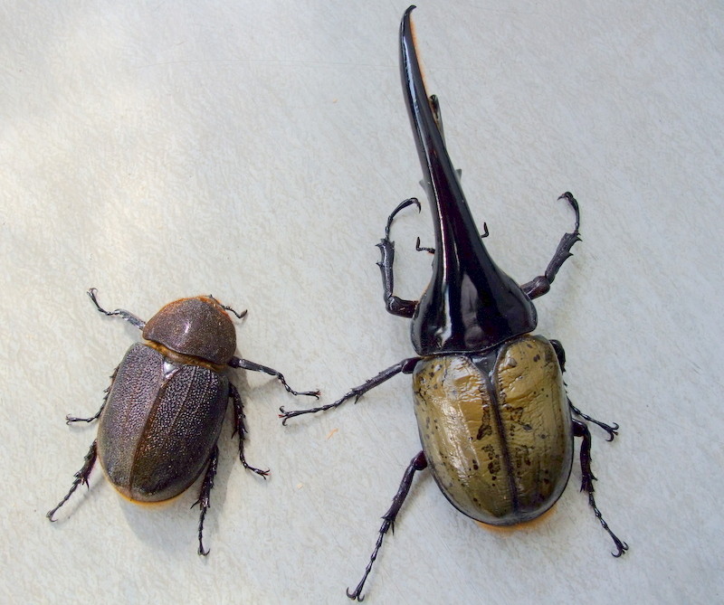 ［OAKS血統］DHヘラクレス　♂ ♀　　　　 DH ヘラクレス オオカブト 成虫 ♂♀ ペア ♂170mm ♀フリーサイズ