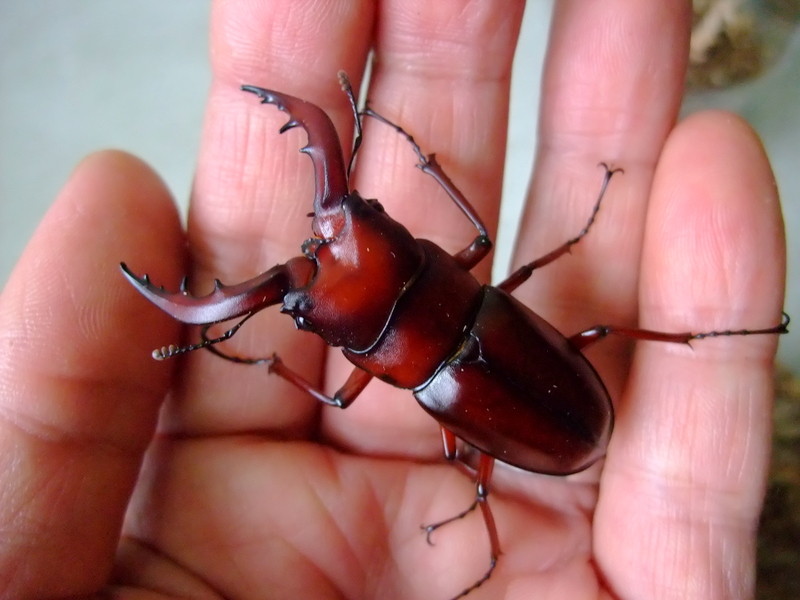 クロシマ、ヤクシマノコギリ/ヤマトサビ羽化状況 : natural field