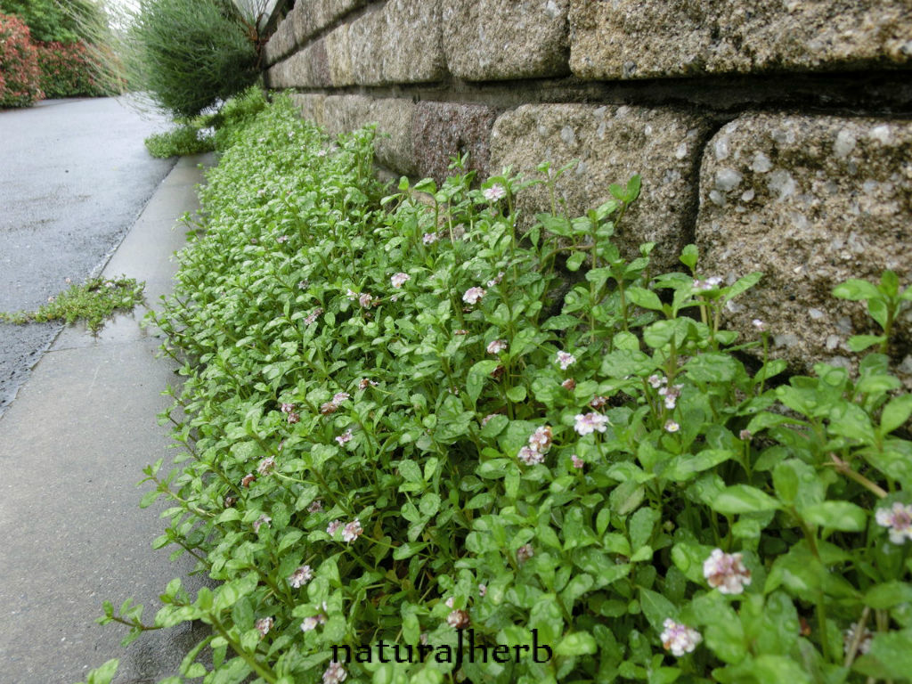 梅雨時期のグランドカバーたち Naturalherb ナチュラルハーブ教室 梅雨時期のグランドカバーたち Naturalherb ナチュラルハーブ教室