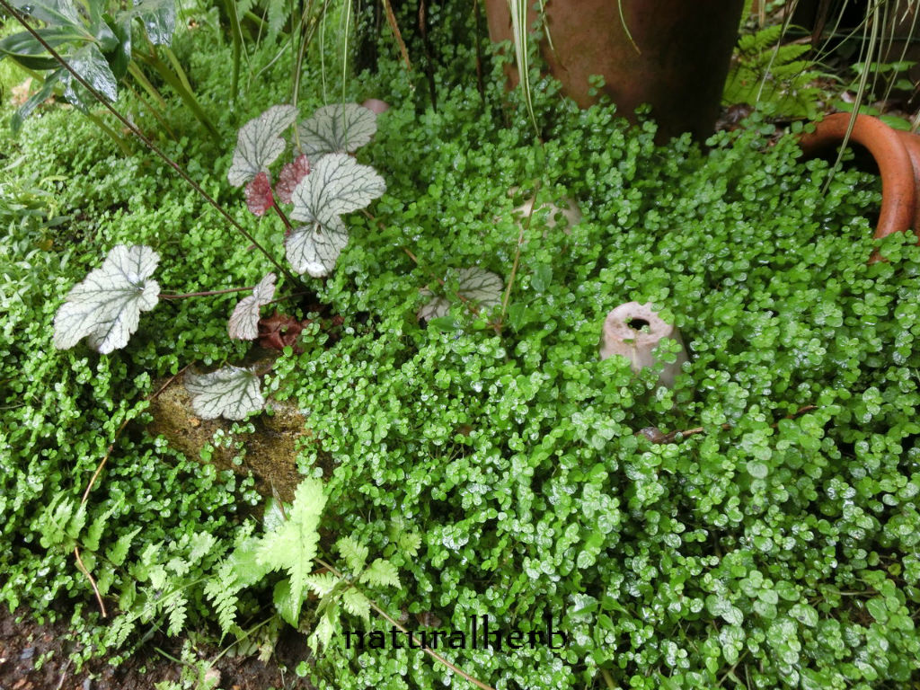 梅雨時期のグランドカバーたち Naturalherb ナチュラルハーブ教室