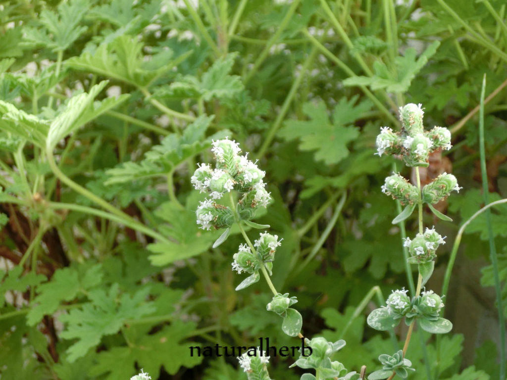 真夏に咲く可憐なハーブの花 Naturalherb ナチュラルハーブ教室 真夏に咲く可憐なハーブの花 Naturalherb ナチュラルハーブ教室