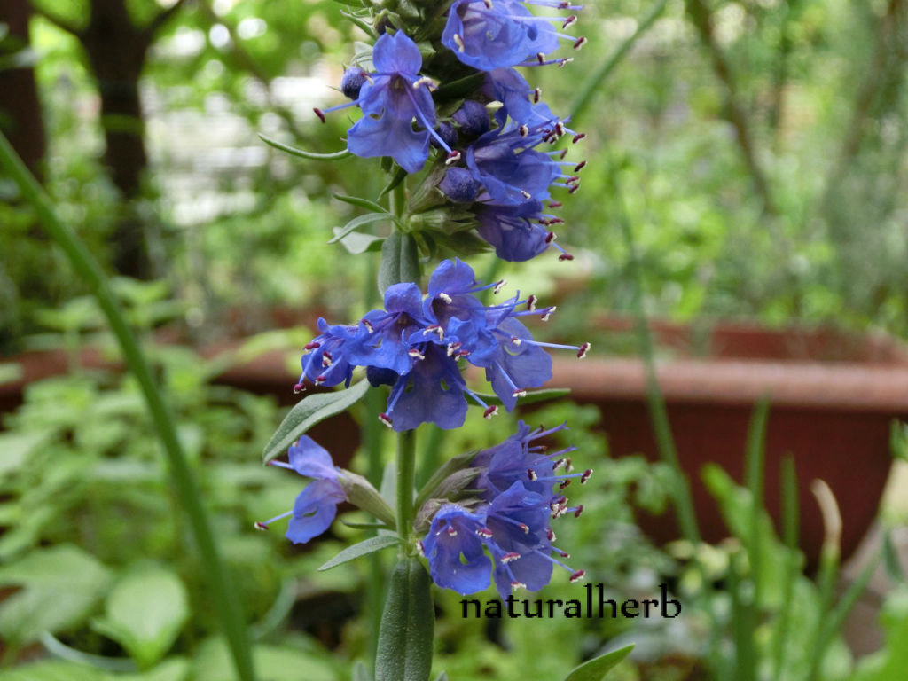 ハーブ教室 Naturalherb ナチュラルハーブ教室