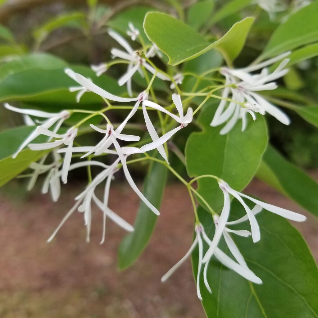 なんじゃもんじゃってなんじゃ ナチュラリスト知の迷宮