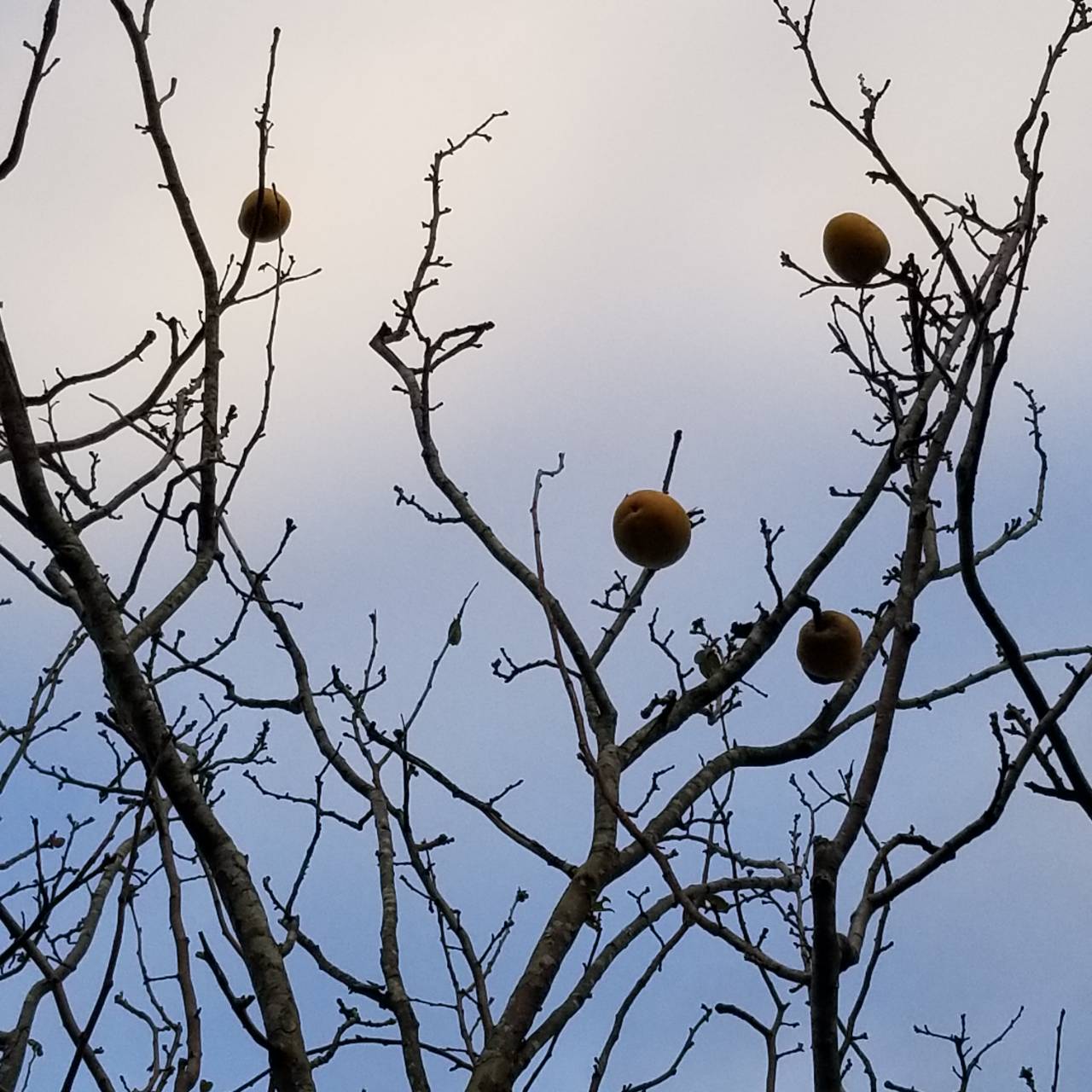 冬の樹木たち ２ カリン 栗の木 椿 ナチュラリスト知の迷宮