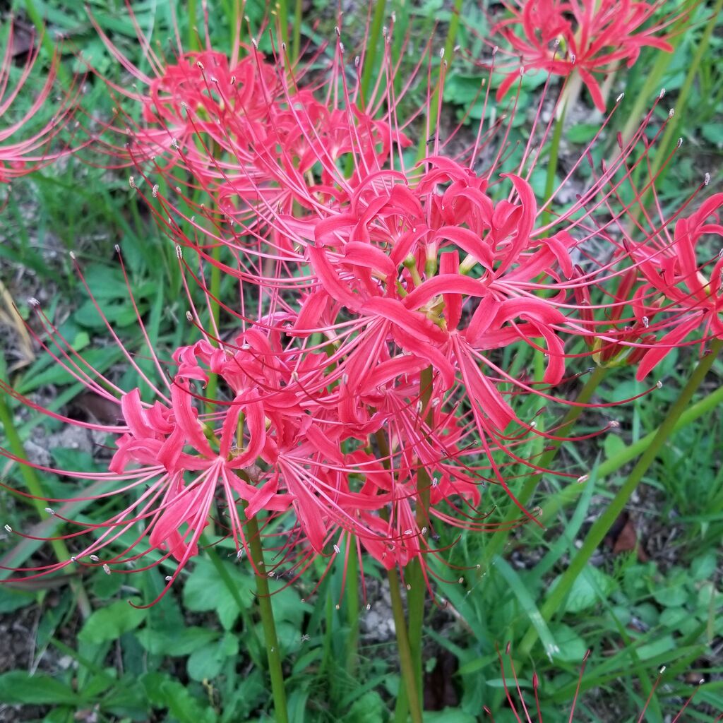 ヒガンバナ 曼殊沙華 三倍体の謎 ナチュラリスト知の迷宮