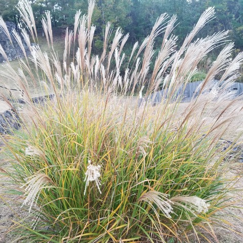 萩さんススキ君が北アメリカ侵略中です ナチュラリスト知の迷宮