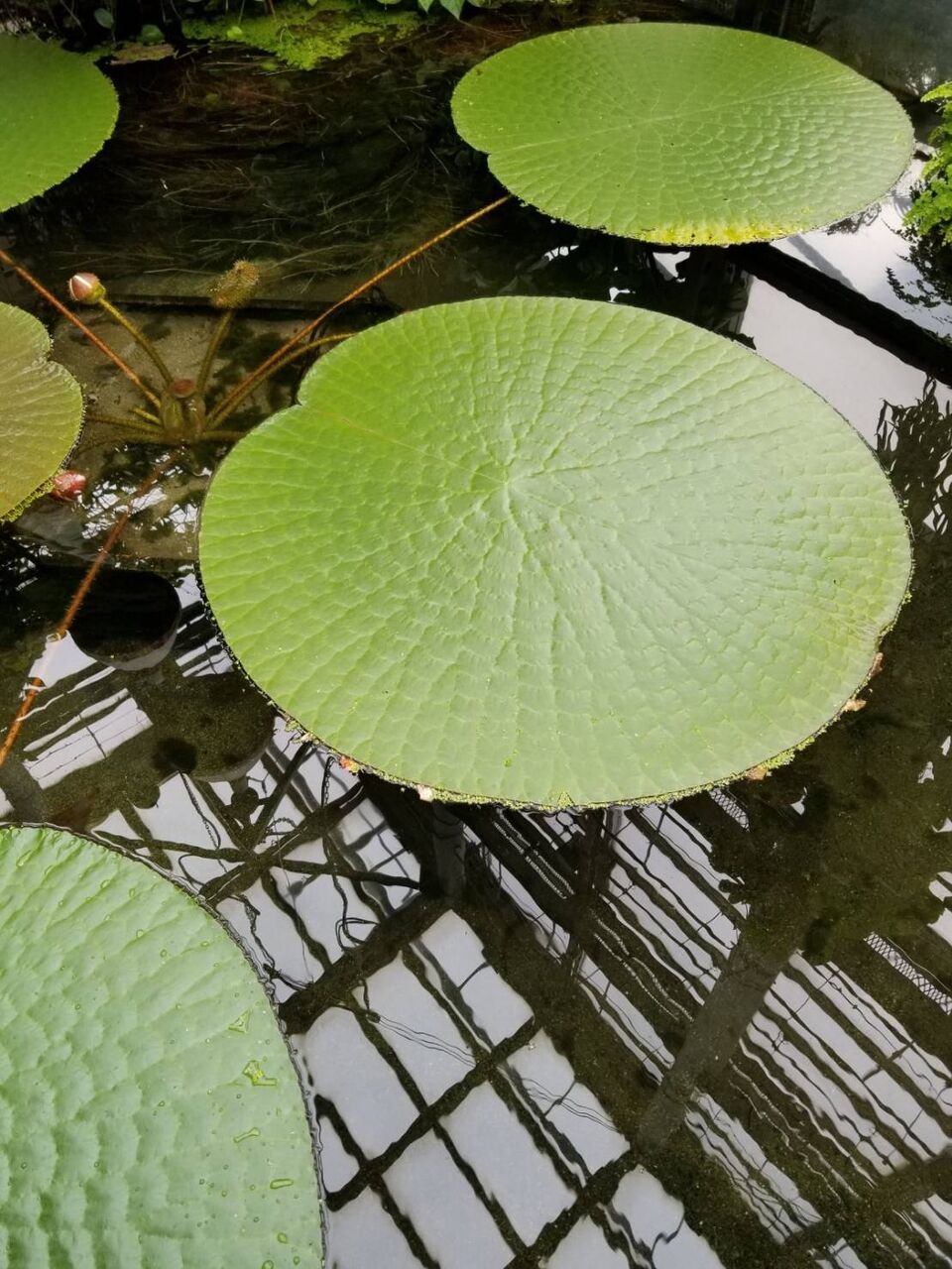 植物園の花を訪ねて ３ 熱帯の水生植物たち ナチュラリスト知の迷宮