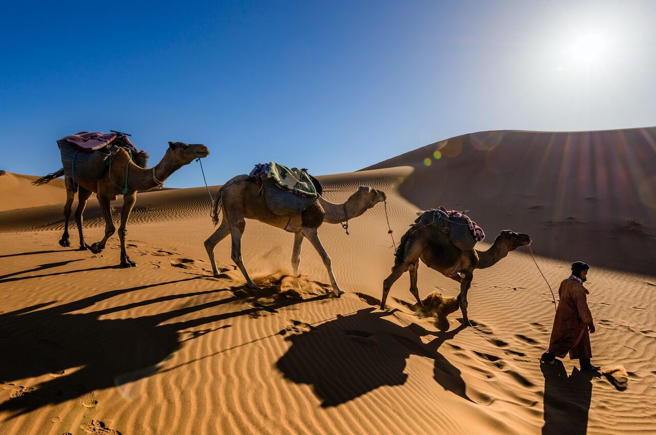 えっ ラクダがオーストラリアにいる ナチュラリスト知の迷宮