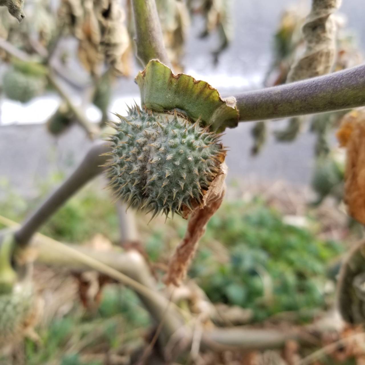 ダチュラ 白花チョウセンアサガオの１２月 ナチュラリスト知の迷宮