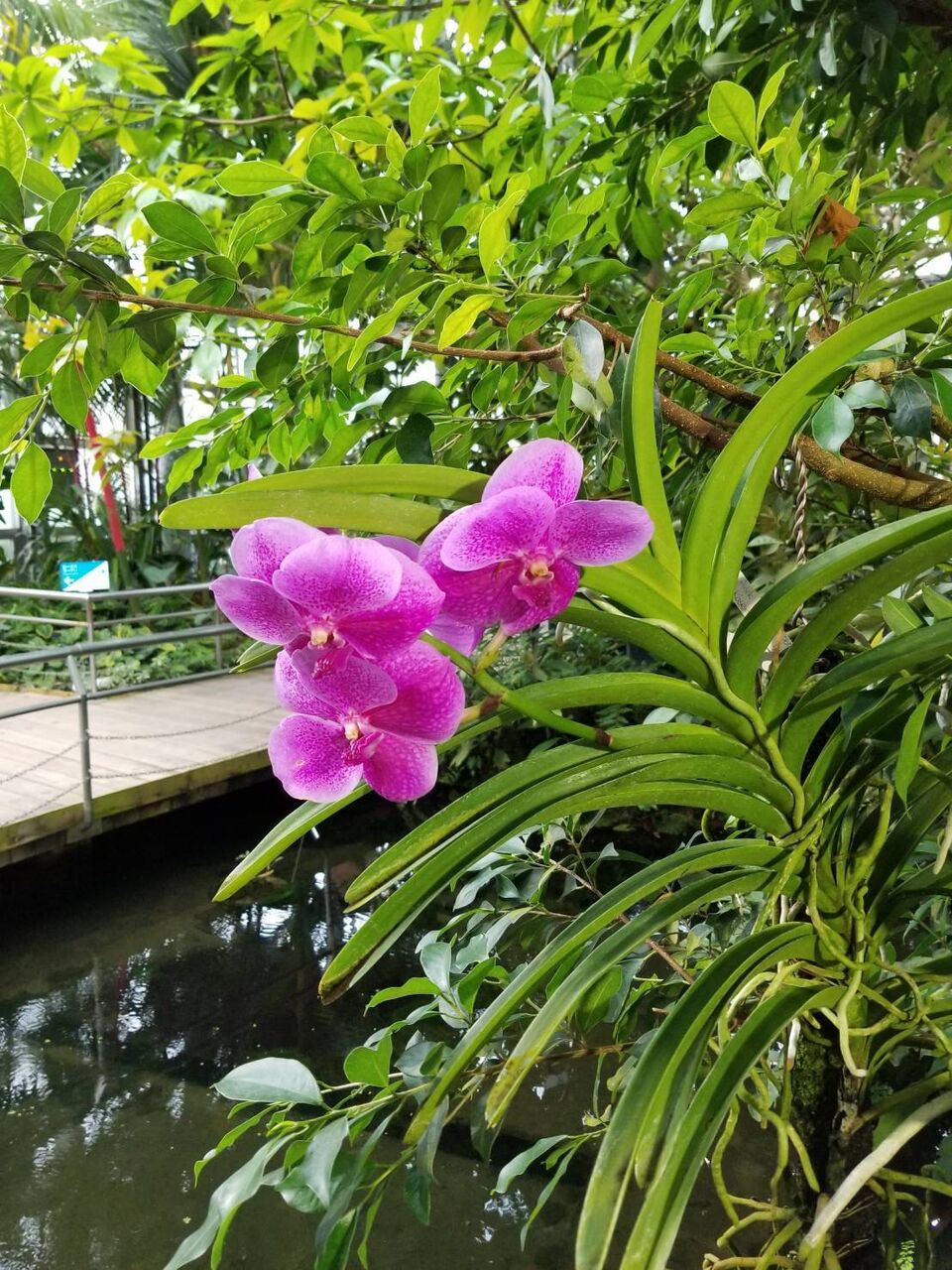 植物園の花を訪ねて １ バンダ ヒスイカズラ ナチュラリスト知の迷宮
