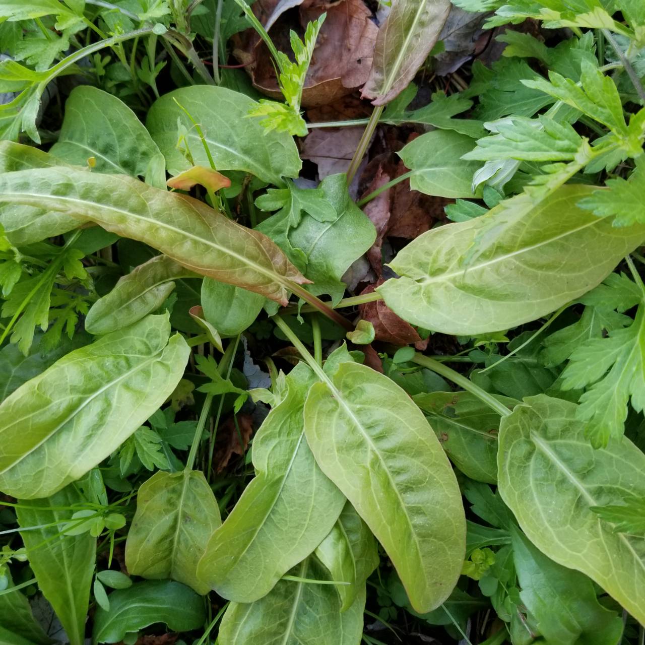 こちらが スイバ です 性染色体で有名になった野草 ナチュラリスト知の迷宮 こちらが スイバ です 性染色体で有名になった野草 ナチュラリスト知の迷宮