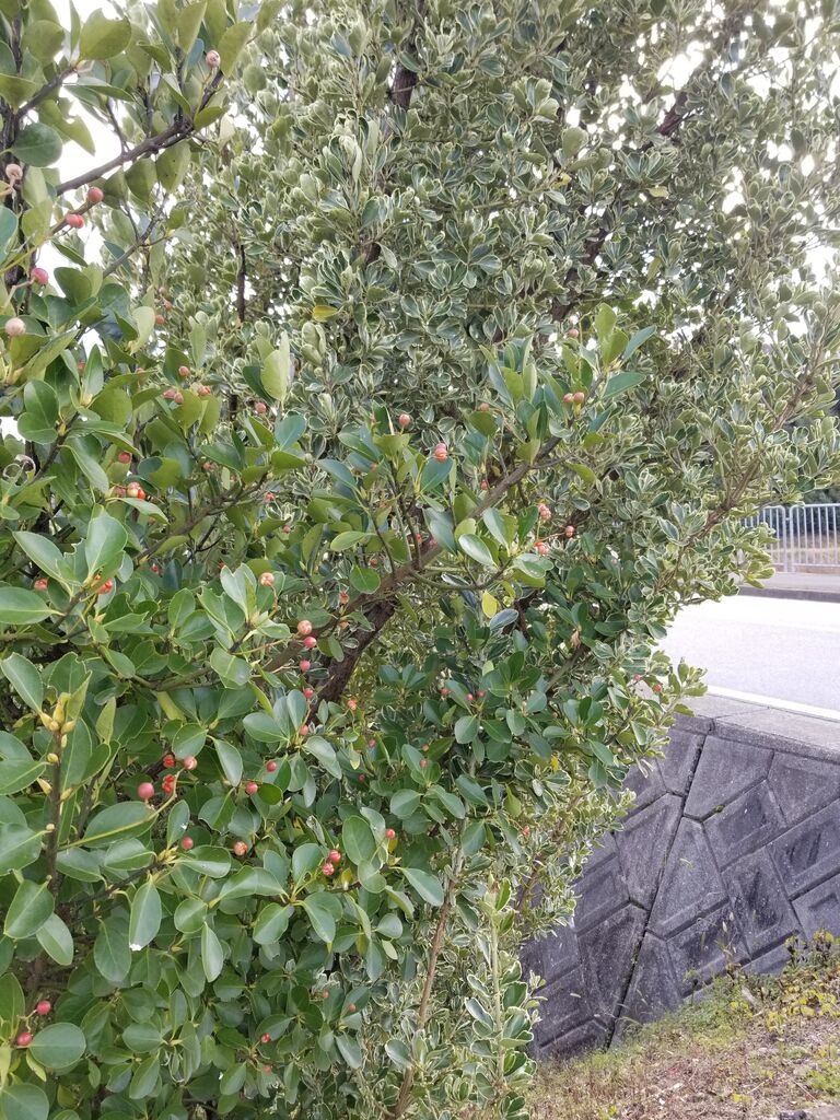 こちらの マサキ ですが ちょっと変です ナチュラリスト知の迷宮