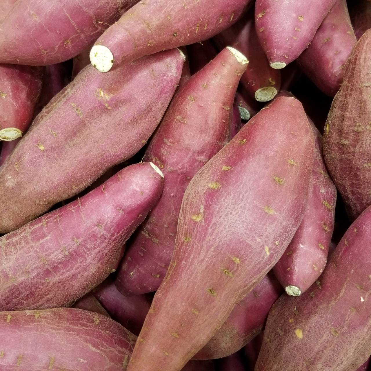 日本を救ったサツマイモ １ 残念なことに名前を奪われて ナチュラリスト知の迷宮