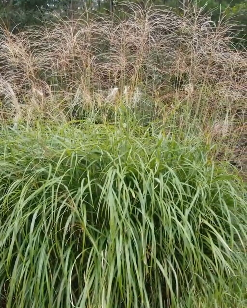 萩さんススキ君が北アメリカ侵略中です ナチュラリスト知の迷宮