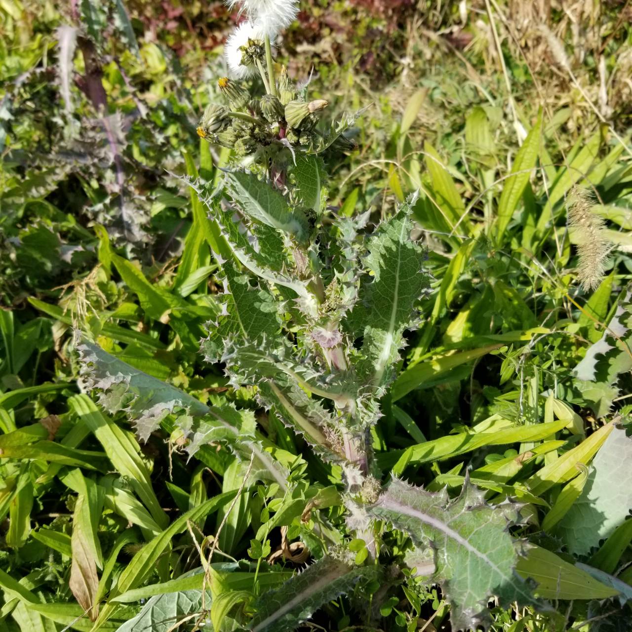 １２月の野草 オニノゲシ ナチュラリスト知の迷宮