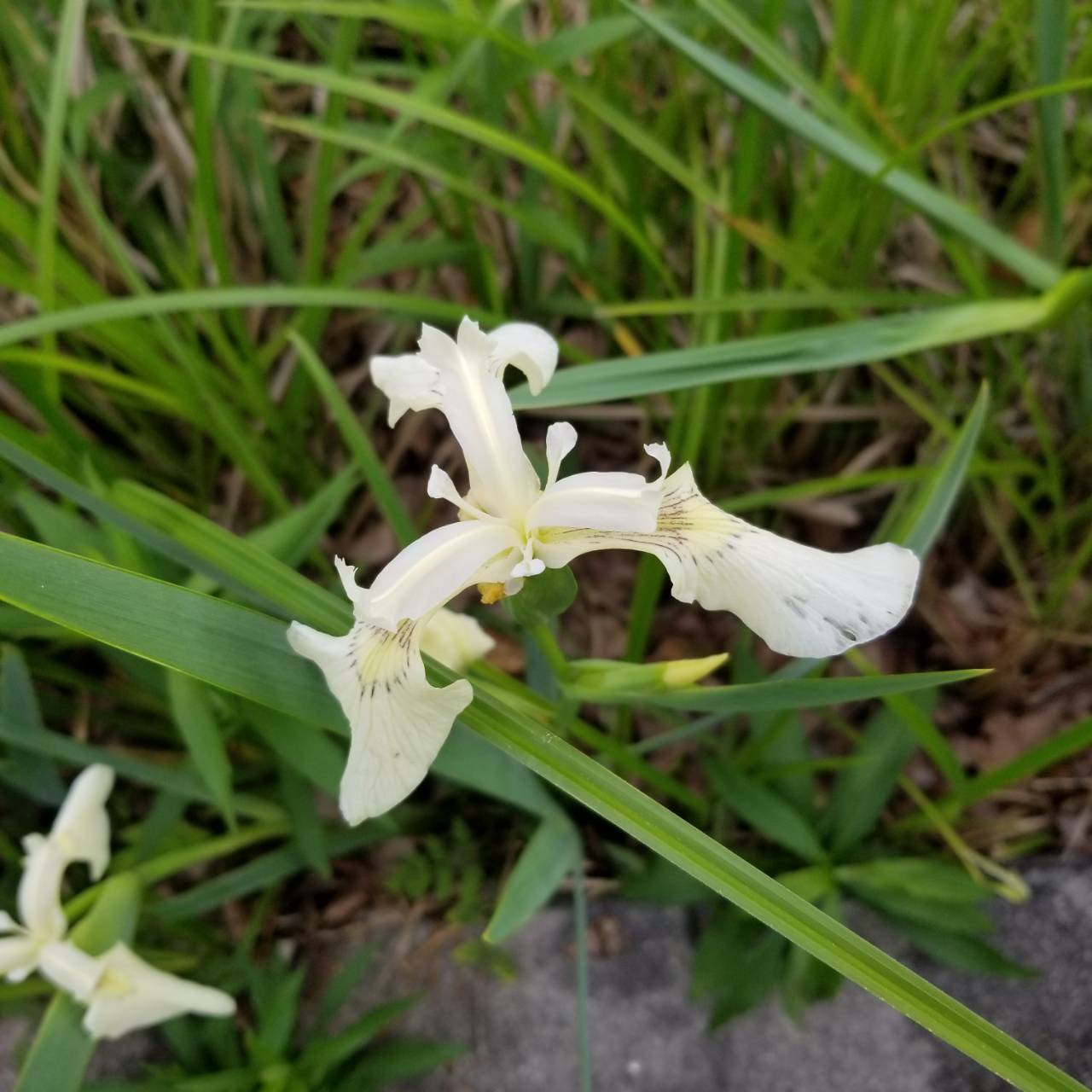 黄菖蒲って 花菖蒲ではないの ナチュラリスト知の迷宮