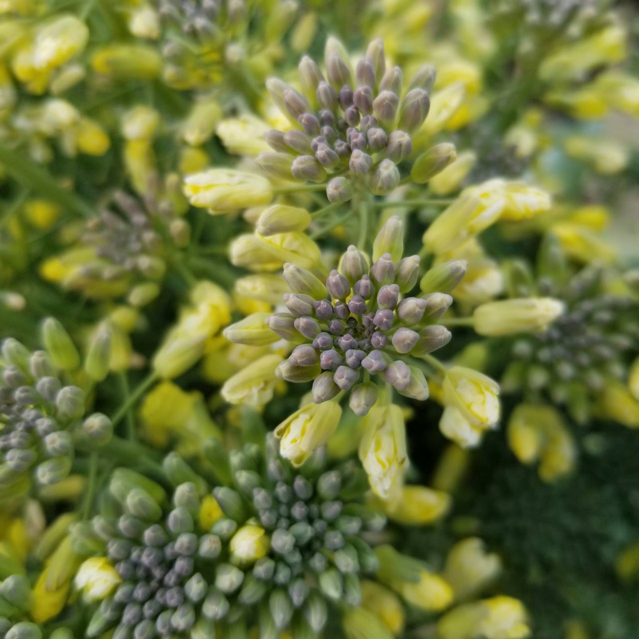 なんて呼べば 赤ちゃんがキャベツ畑で生まれるわけ ナチュラリスト知の迷宮