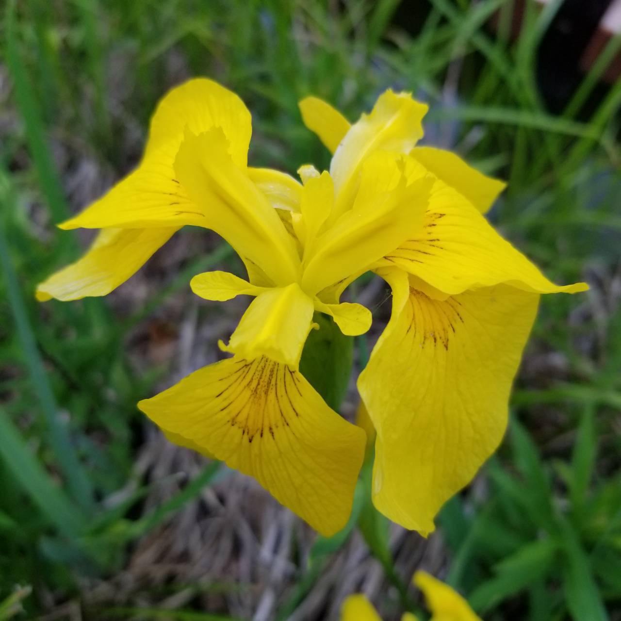 黄菖蒲って 花菖蒲ではないの ナチュラリスト知の迷宮