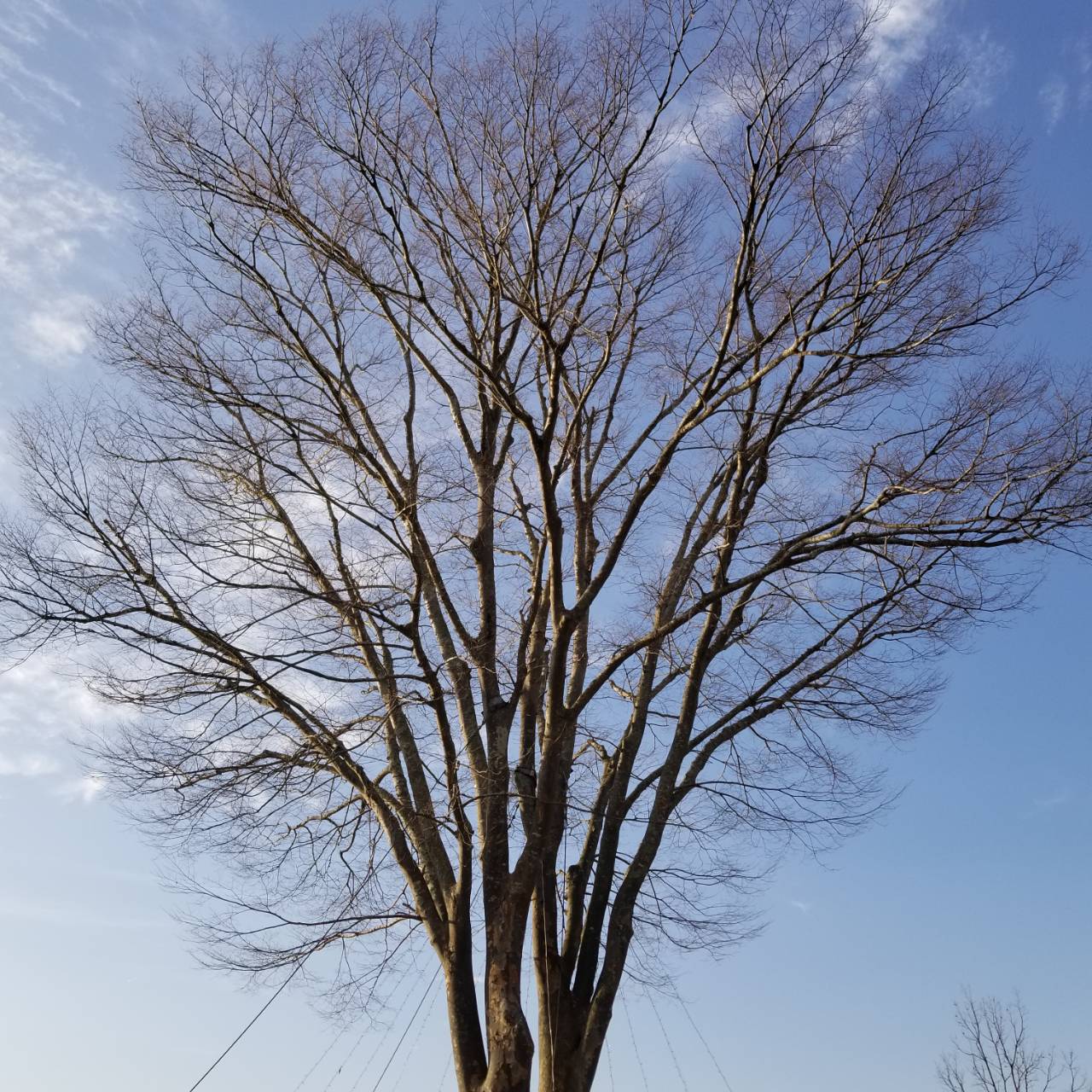 冬の樹木たち ４ ケヤキ ハリエンジュ トネリコバノカエデ ナチュラリスト知の迷宮