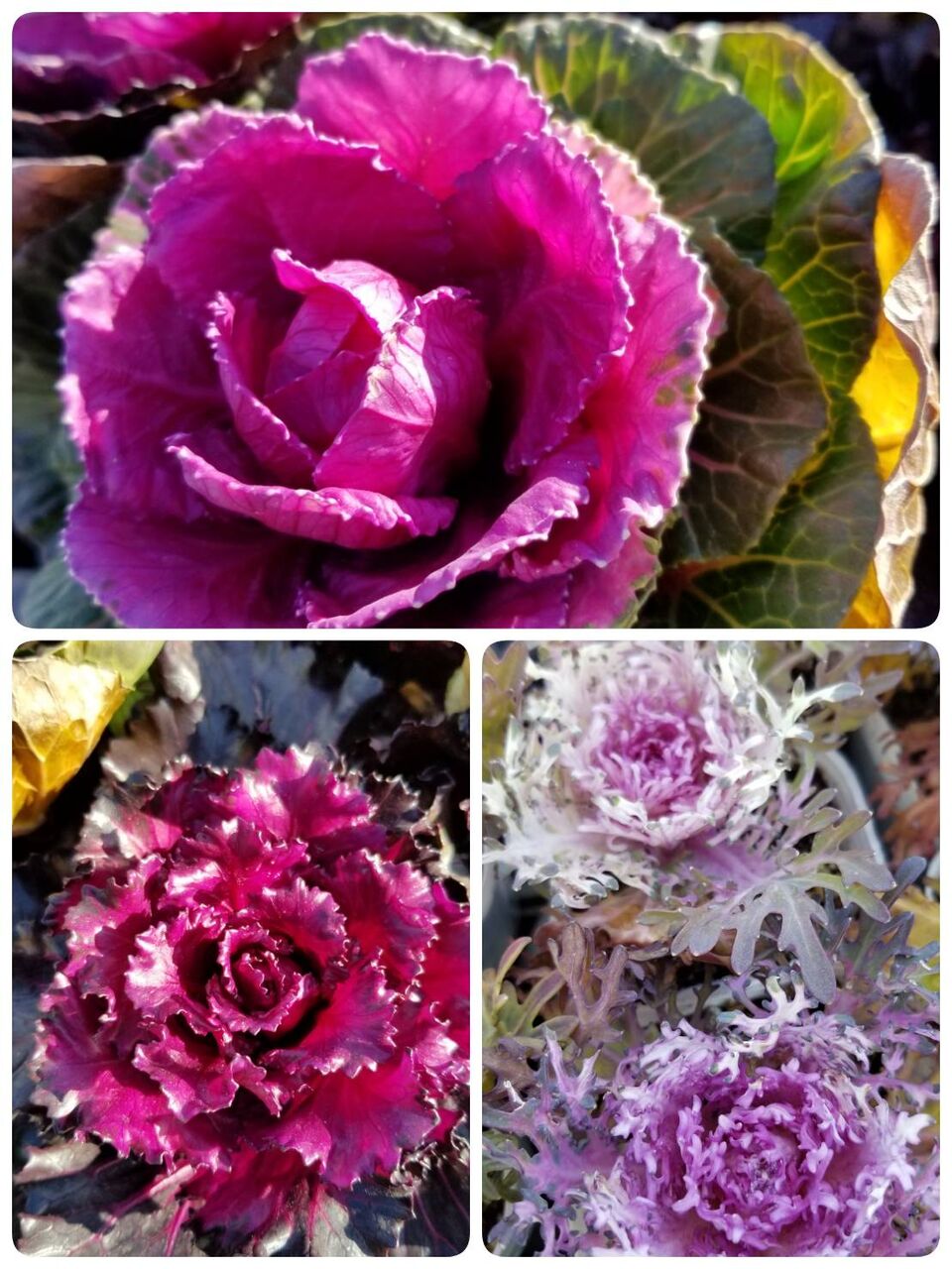 なんて呼べば 赤ちゃんがキャベツ畑で生まれるわけ ナチュラリスト知の迷宮