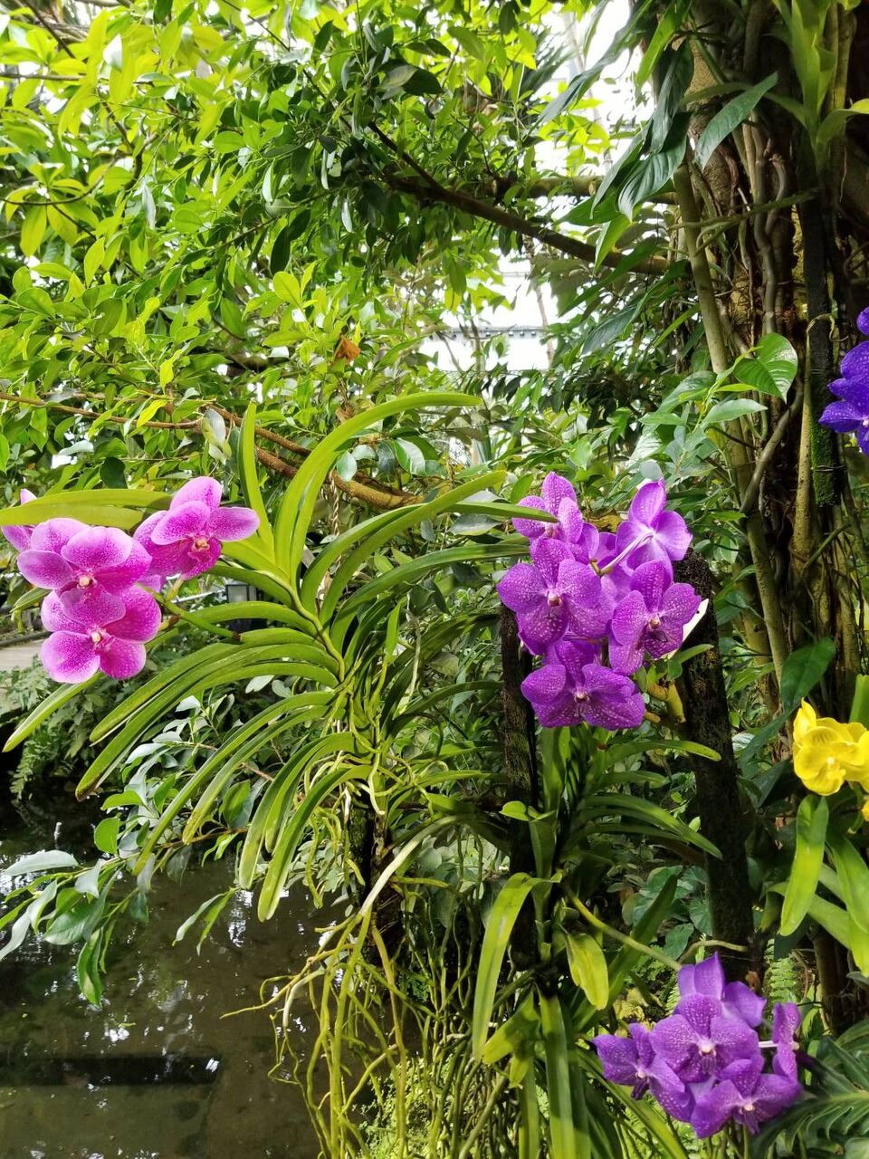 植物園の花を訪ねて １ バンダ ヒスイカズラ ナチュラリスト知の迷宮