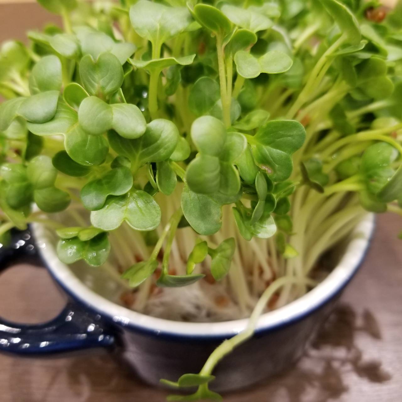 この細い貝割れ大根が 本当に ダイコン になるの ナチュラリスト知の迷宮