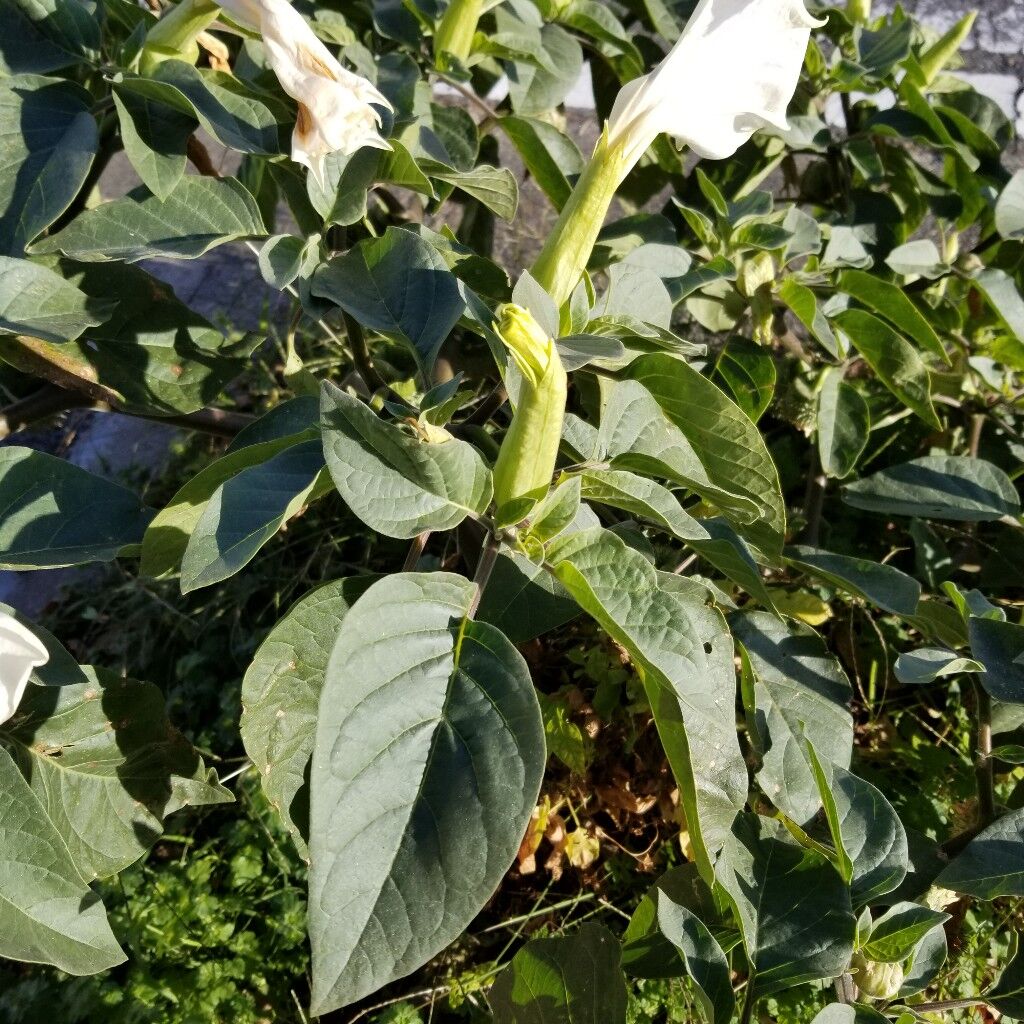 シロバナチョウセンアサガオ ナチュラリスト知の迷宮