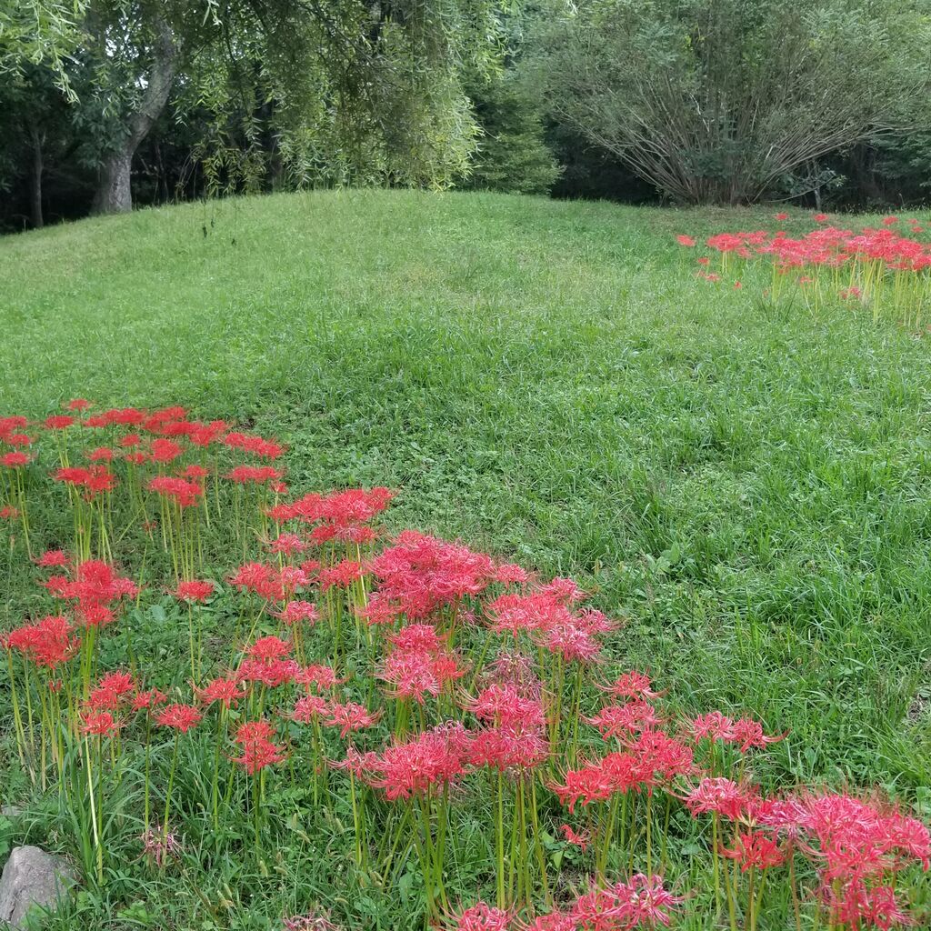 ヒガンバナ 曼殊沙華 三倍体の謎 ナチュラリスト知の迷宮
