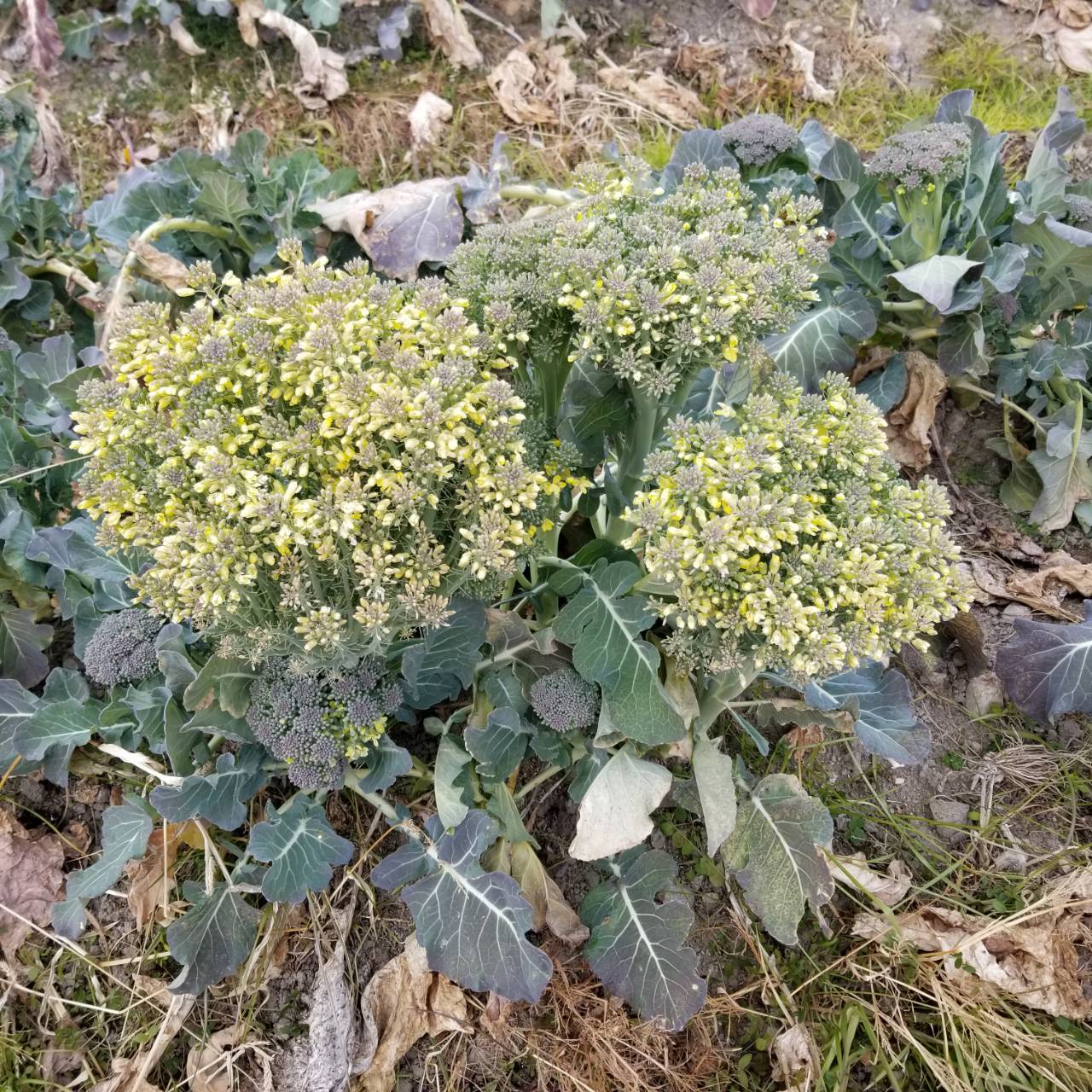 なんて呼べば 赤ちゃんがキャベツ畑で生まれるわけ ナチュラリスト知の迷宮