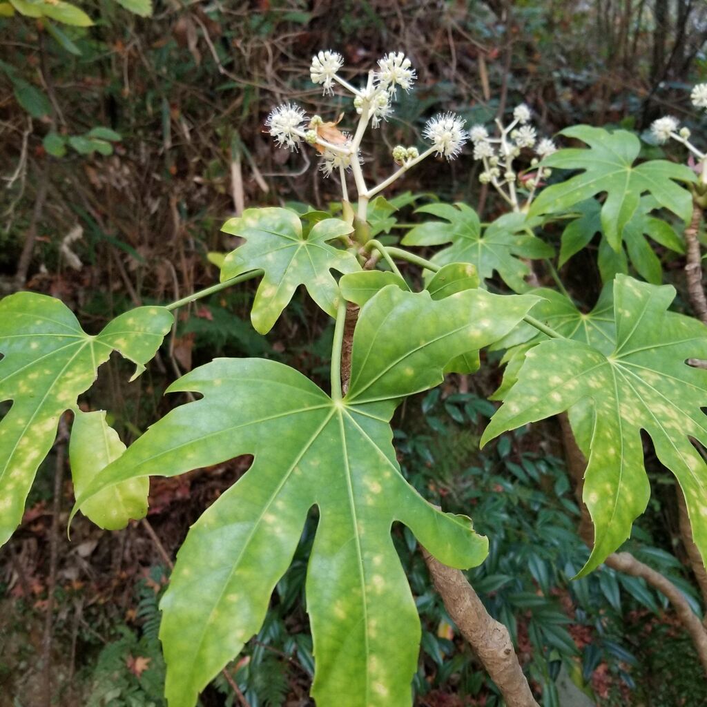 ありふれた ヤツデ ですが ナチュラリスト知の迷宮