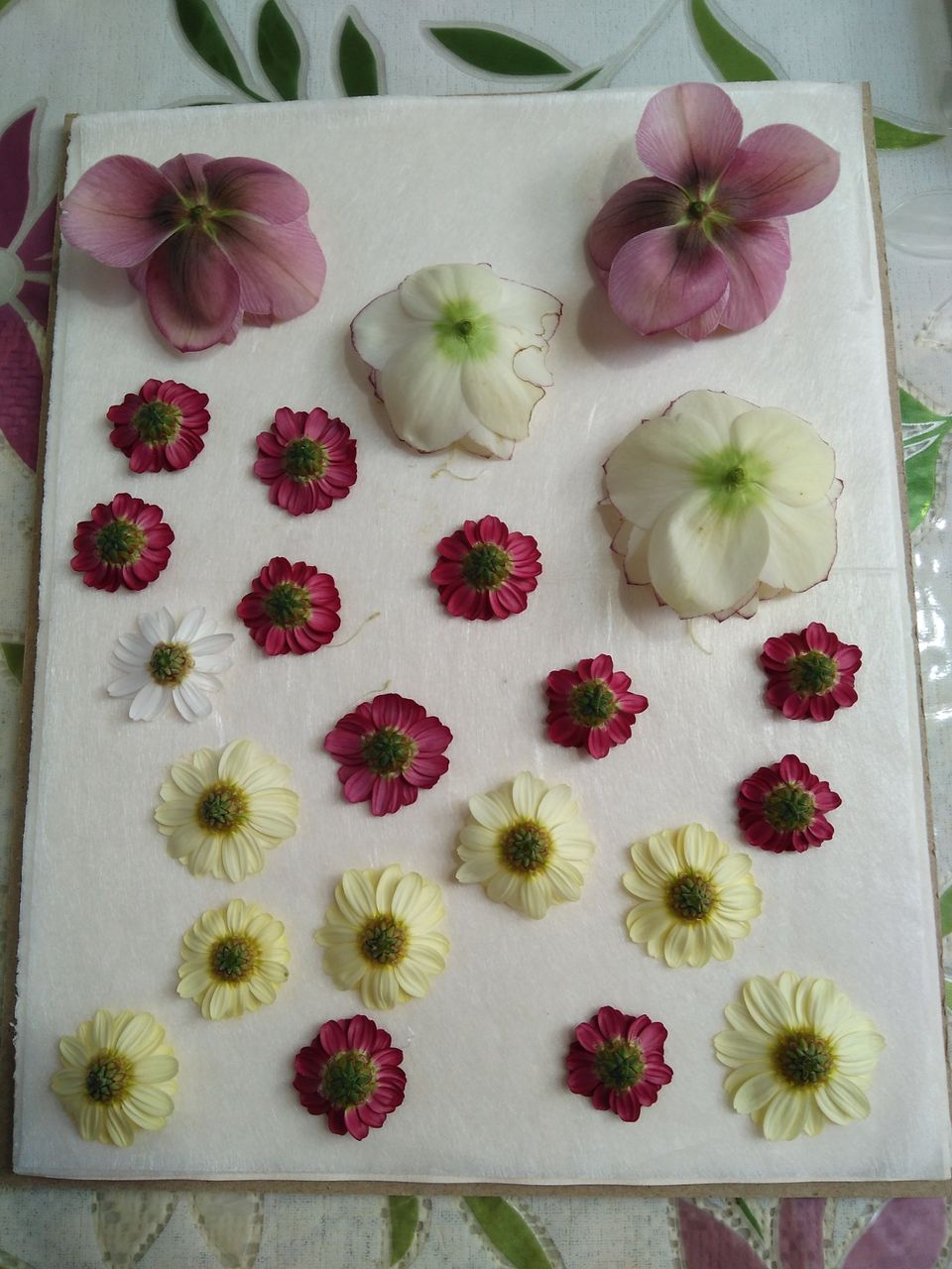 簡単 押し花の素材の作り方 クリスマスローズ アリッサム マーガレット Natural Life 花と暮らす