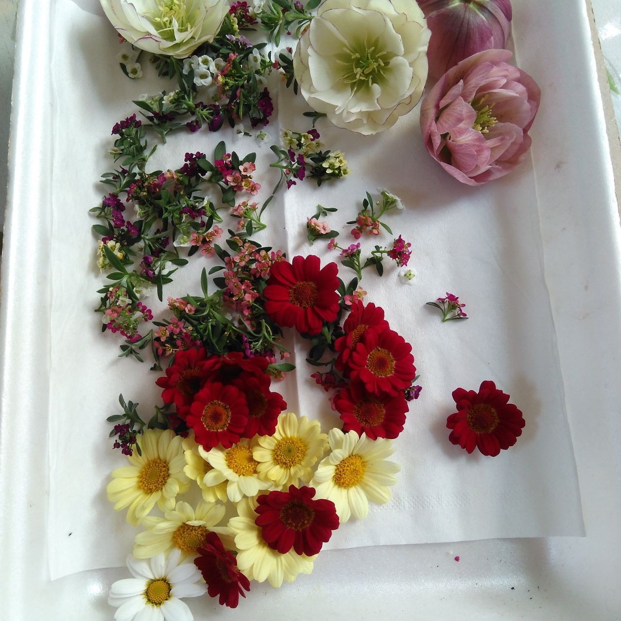 簡単 押し花の素材の作り方 クリスマスローズ アリッサム マーガレット Natural Life 花と暮らす