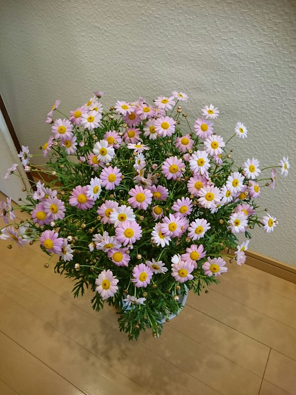 今日は マーガレットの押し花を 作ります 押し花の作り方 Natural Life 花と暮らす