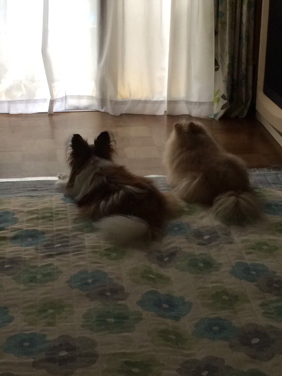 愛犬とのお別れ Natural Life 花と暮らす 愛犬とのお別れ Natural Life 花と暮らす