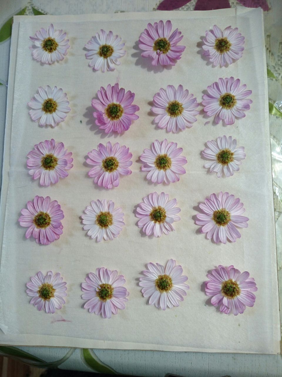 今日は マーガレットの押し花を 作ります 押し花の作り方 Natural Life 花と暮らす