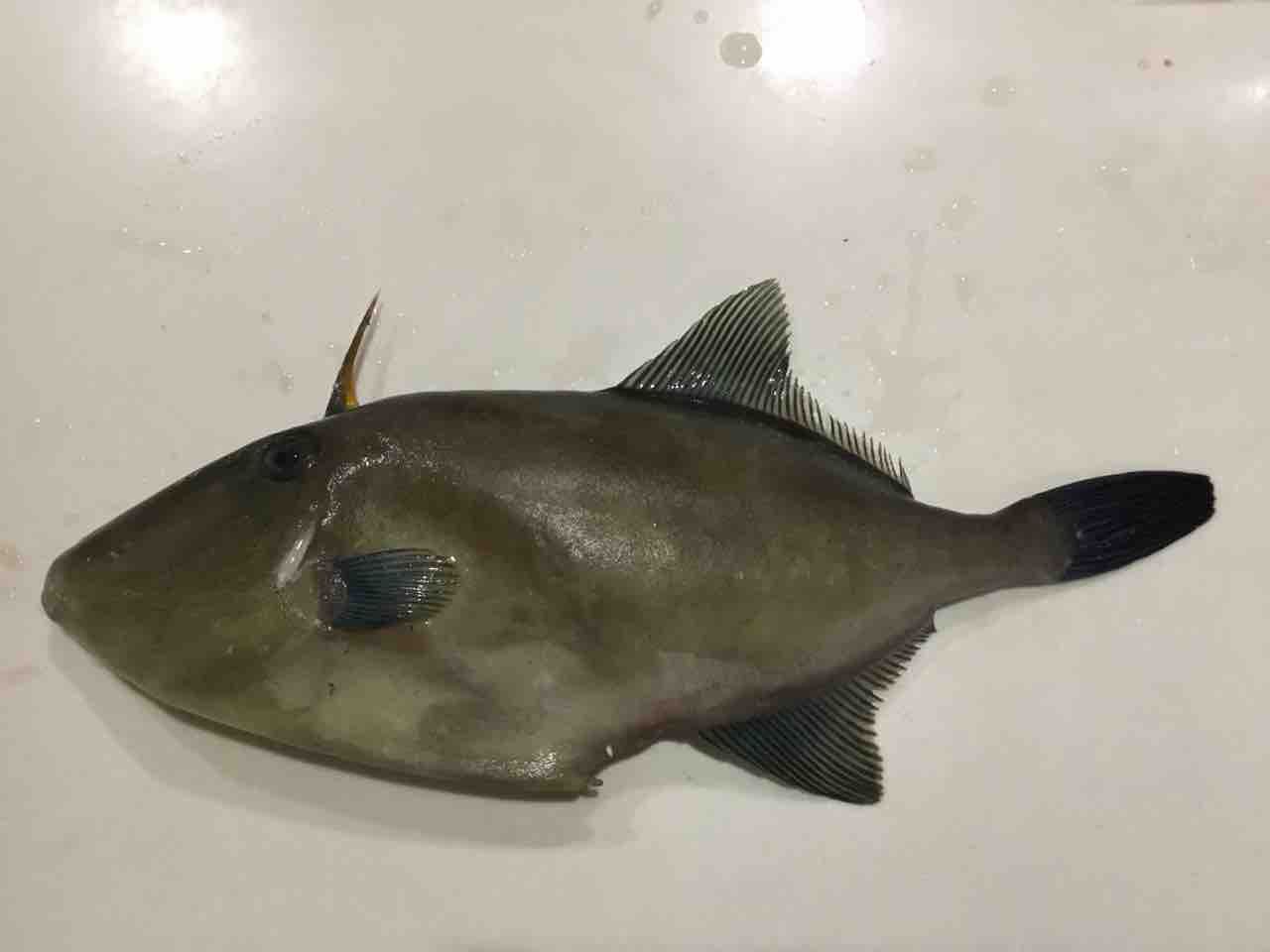 魚さばきデビュー 月の厨房 中学生の夢の料理 魚さばきデビュー 月の厨房 中学生の夢の料理