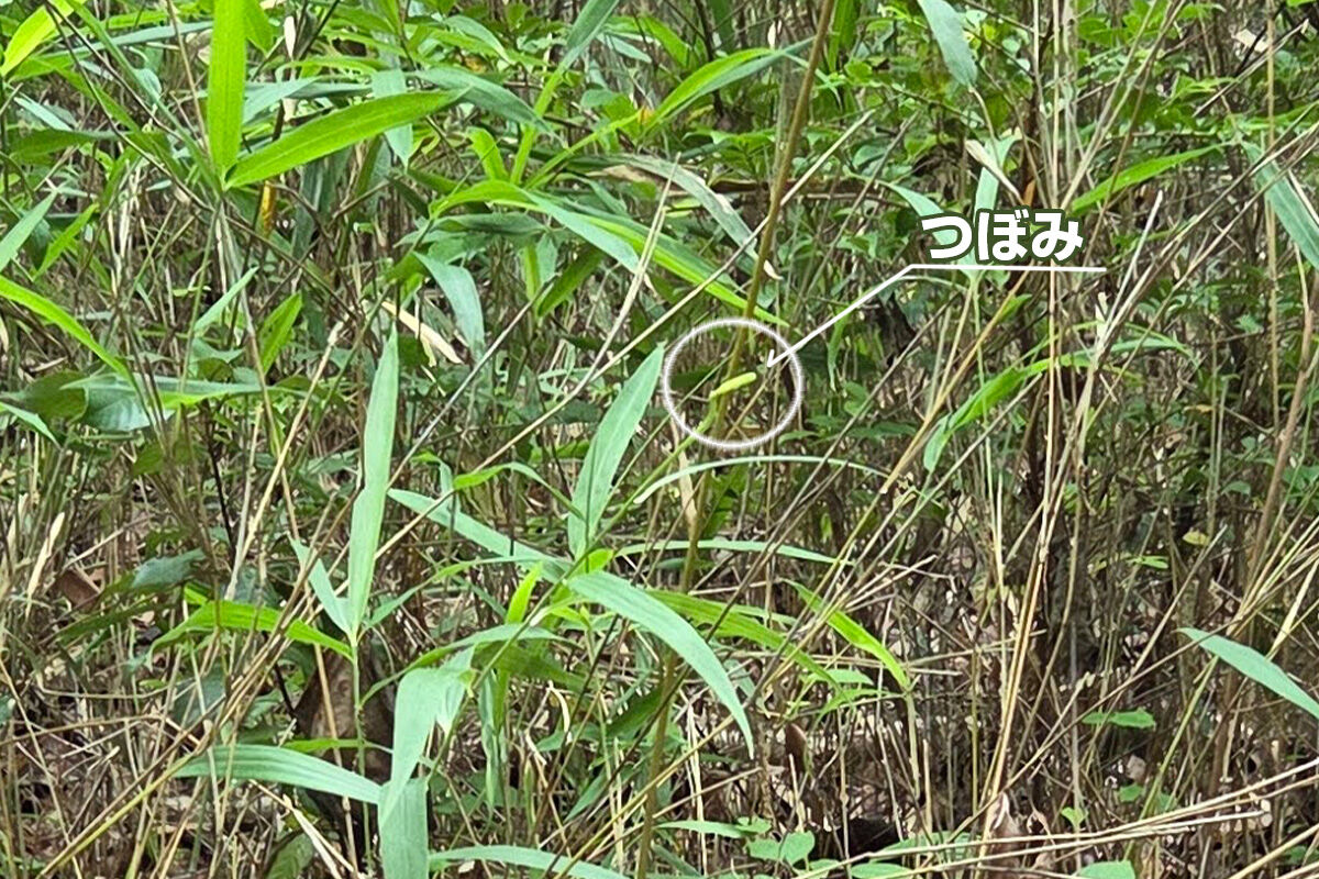 20260621月例_錦織公園12