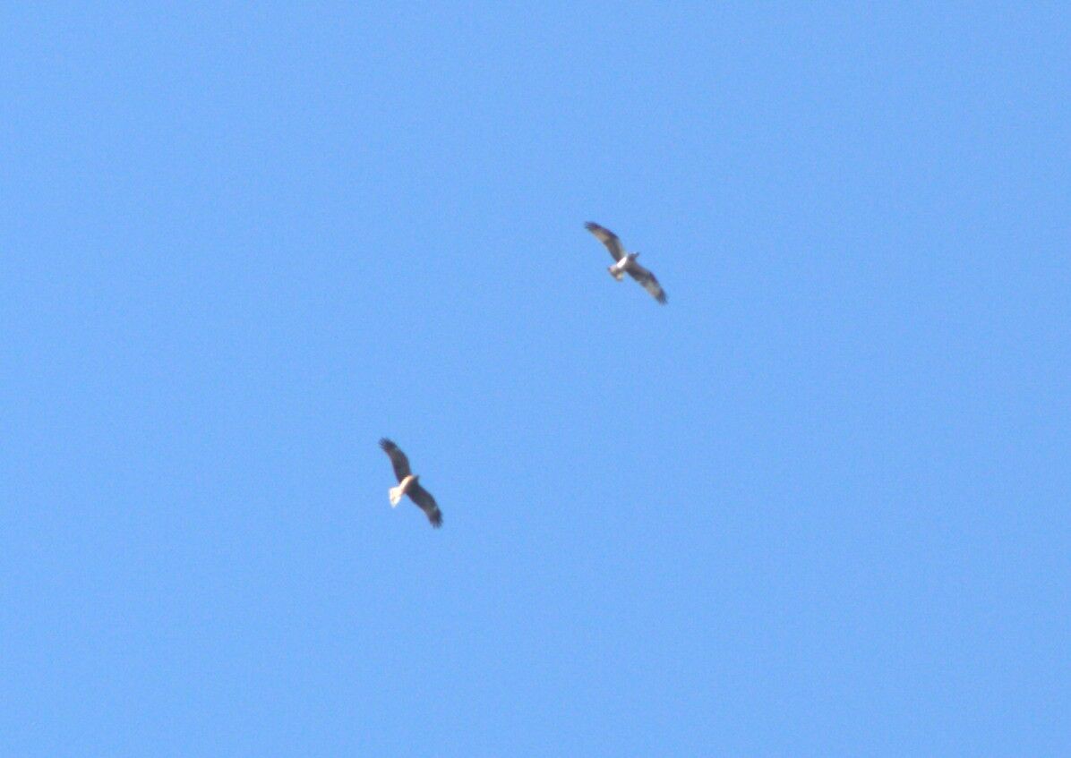 �������ߥ���