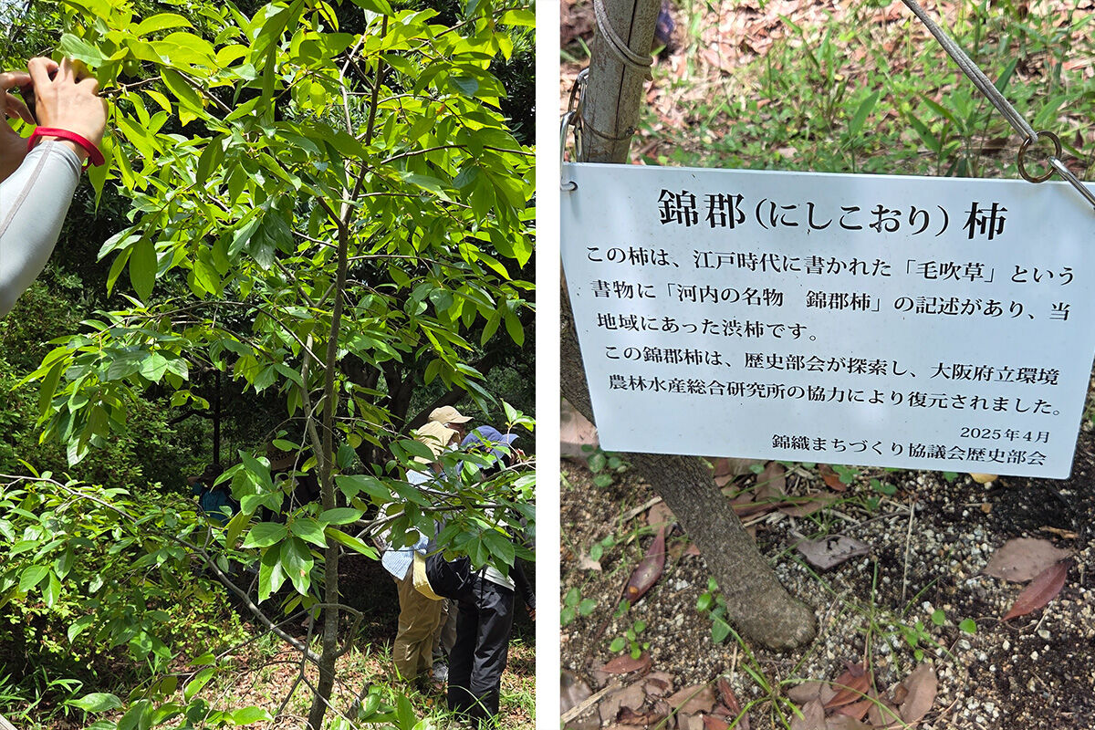 20260621月例_錦織公園06