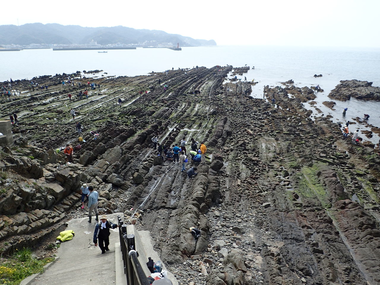 3月月例ハイク 春の磯で海藻を食べよう 報告 大阪市立自然史博物館友の会