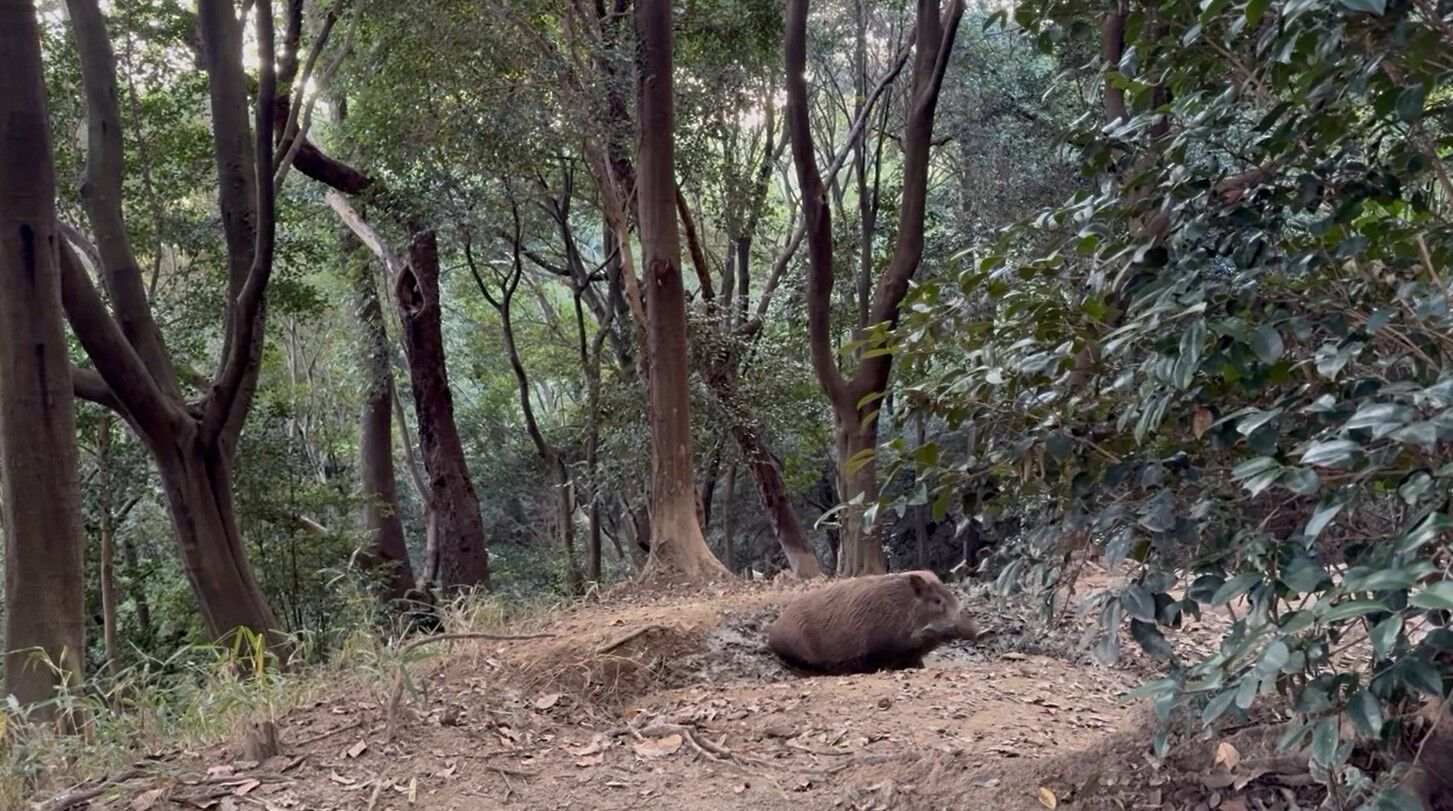 �����꡼�󥷥�å� 2025-11-18 182232