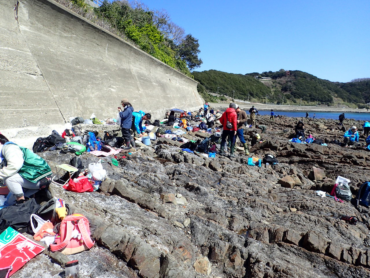 友の会行事 春の磯で海藻を食べよう 大阪市立自然史博物館友の会