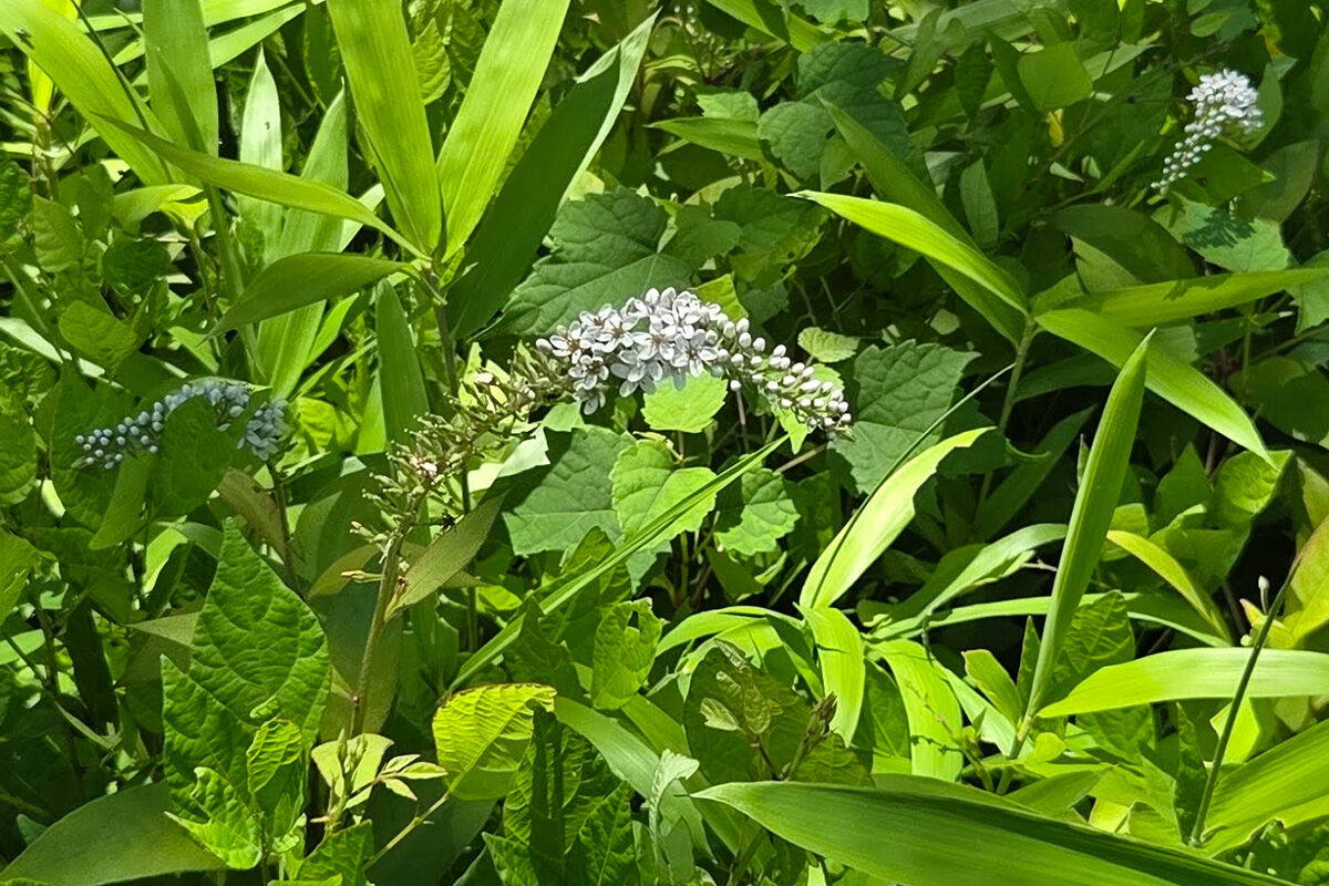 20260621月例_錦織公園05