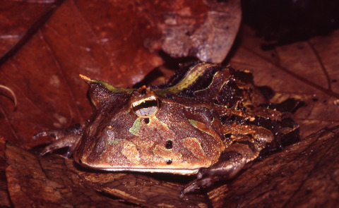 Ceratophrys_cornuta02a