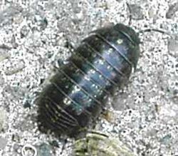 250px-ArmadillidiumVulgare