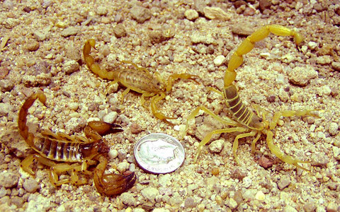 800px-Scorpio_maurus_Mesobuthus_eupeus_Odontobuthus_doriae