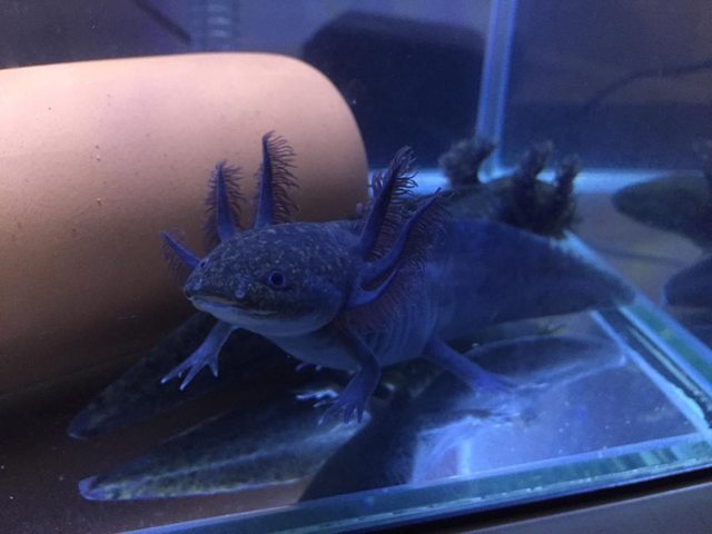 アホロートル メキシコサラマンダー ウーパールーパーpart41 生物速報 アホロートル メキシコサラマンダー ウーパールーパーpart41 生物速報