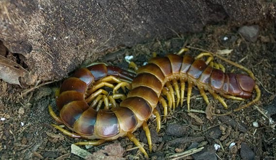 ムカデの最強動物感は異常ｗｗｗｗｗｗｗｗｗｗｗｗｗ 生物速報